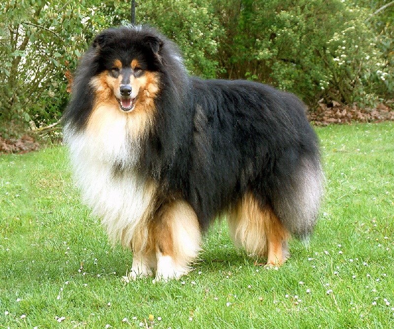 CH. Don juan du Clos de Windmire